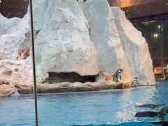 -帝企鹅自助餐厅•儿童岛•真企鹅(长隆企鹅酒店)