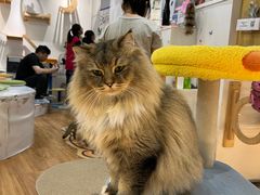 -COLOR PETS 撸猫馆·购猫·猫咖(长风大悦城店)