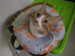 -爱侣宠医·鹦鹉专科·小型哺乳类·异宠专科(灵石路店)