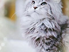-十年猫舍·猫咪专门店(普陀店)