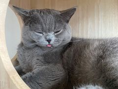 -Catmate·猫肥家润(金润铂宫店)
