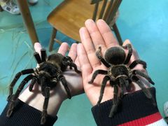 -藦茜花园宠物主题亲子互动体验馆(国顺东路店)