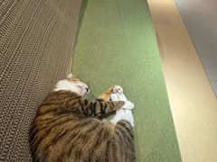 -御宝贝·A梦猫科宠物医院(国际猫友好医院)