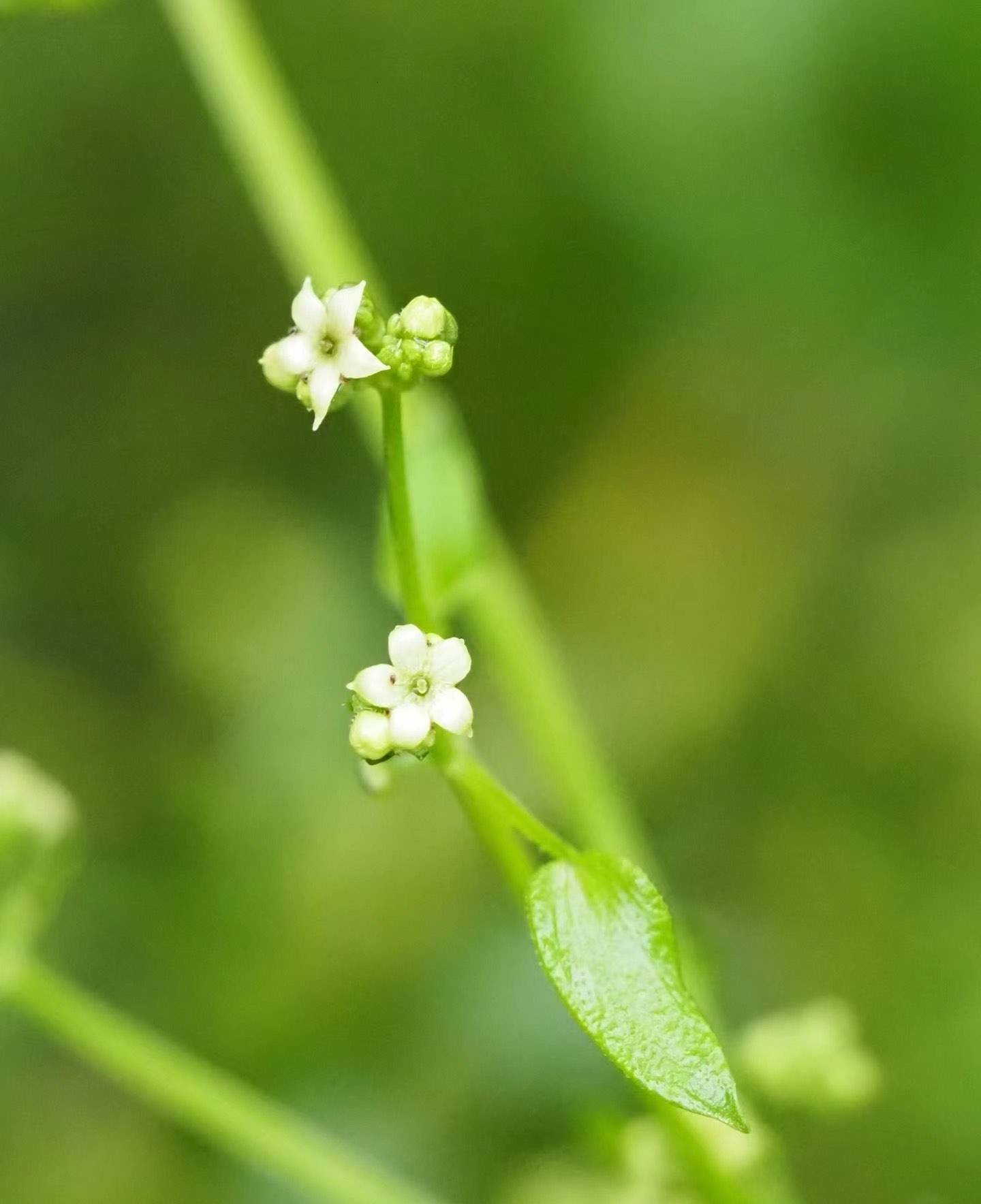 茜草生长环境图片