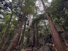 -天目山大树王景区