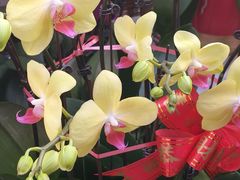-中环花鸟鱼虫市场