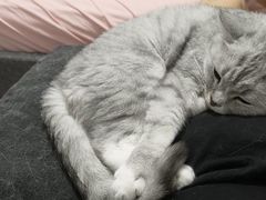 -瑞派福兴宠物医院犬猫全科·骨科·中西医结合(河东店)