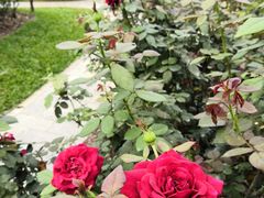 -人民公园(罗湖区)