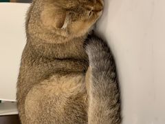 -飞行喵MR PILOT|猫舍·猫咖(静安大融城店)