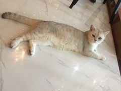 -猫爷宠物生活馆·撸猫馆