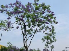 -宜家家居(高新商场店)