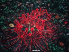 -上海滨江森林公园