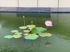 -金陵中学(河西分校)