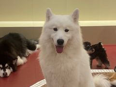 -和它·交个朋友·狗咖猫咖(爱琴海店)