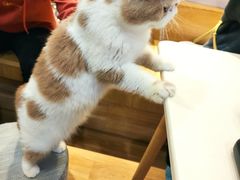 -滚猫咖啡·猫咖·猫友好撸猫(未来城店)