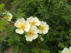 -石家庄市植物园