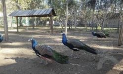 -萌宠亲子动物乐园(槐房万达店)