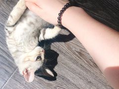 -吉丁鸟咖·异宠·寄养