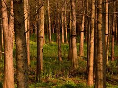 -广富林郊野公园