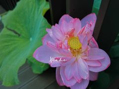 -陈家山荷花公园
