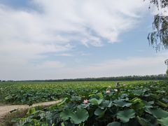 -西青郊野公园