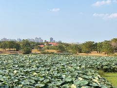 -盘龙城国家考古遗址公园
