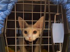 -瑞派申生动物医院·24H夜诊·国际动物医疗中心·骨外科(吴中路店)