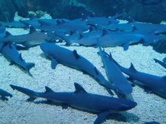 -烟台海昌鲸鲨海洋公园