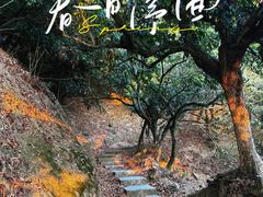-阳台山森林公园