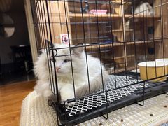 -喵百万·布偶·蓝金金渐层英短·猫舍(百子湾店)