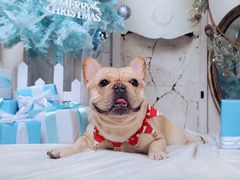 -超宠爱宠物摄影-Super pet