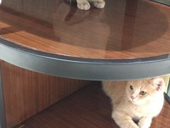 -藏猫猫咖啡主题馆(中央大道店)