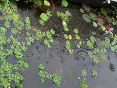 -平湖站