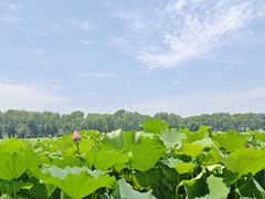-荷塘月色湿地公园·向阳花洲