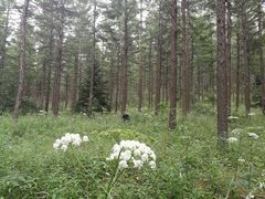 -塞罕坝国家级自然保护区