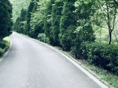 -合肥滨湖国家森林公园