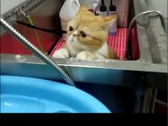 -爱宠屋pet shop·宠物洗澡·宠物美容