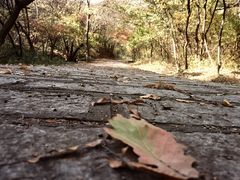 -金龙寺国家森林公园