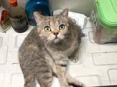 -猫色咖啡·猫咖