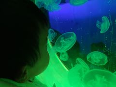 -芜湖新华联大白鲸海洋公园