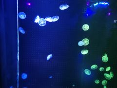 -锦艺城海洋馆