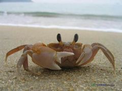 -乡味海鲜农家菜·巽寮土窑鸡(地道美食店)