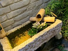 -桥岚·巷子鲜河豚鱼(专门店)