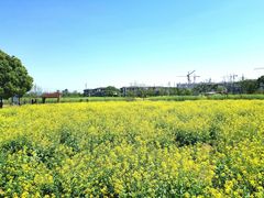 -田园东方蜜桃村的田野营地