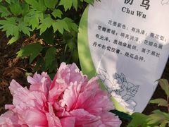 -西苑公园