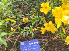 -中国科学院西双版纳热带植物园
