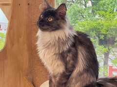 -十年猫舍·猫咪专门店(普陀店)