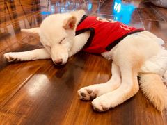 -豆柴町-柴犬主题狗咖(红鼎国际C座店)
