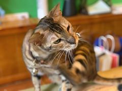 -李小姐の猫咖啡馆(五角场店)