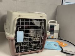 -伟伟宠物医院·CT影像中心·瑞派犬猫综合性门诊(汉口总院)